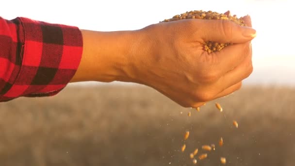 Mãos de uma menina agrônomo acordar grãos. agricultora livre segurando um grão de trigo em suas mãos. homem de negócios olha para a qualidade do trigo no campo. colheita de grãos
. - Filmagem, Vídeo