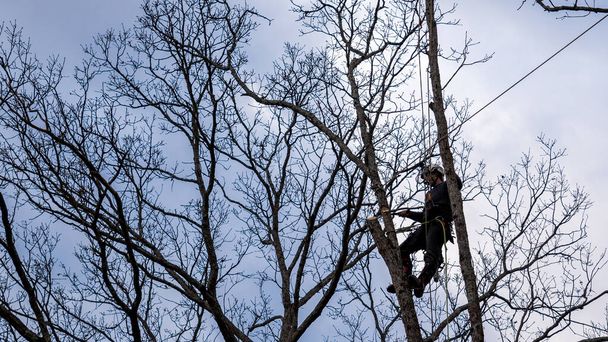 Рабочий с бензопилой и шлемом висит на веревке и срубает дерево
 - Фото, изображение