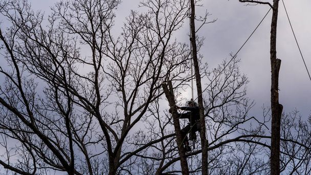 Рабочий с бензопилой и шлемом висит на веревке и срубает дерево
 - Фото, изображение