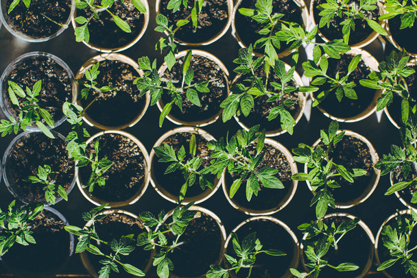 casa plántulas de tomate jardín plantas jóvenes de tomate que crecen fuera del suelo
 - Foto, imagen