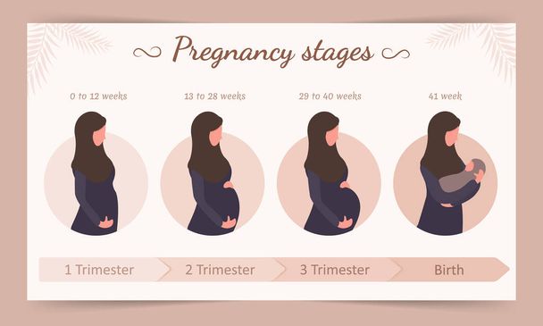 Infographie des étapes de la grossesse. Silhouette de femme arabe en hijab. Illustration vectorielle en style plat
. - Vecteur, image