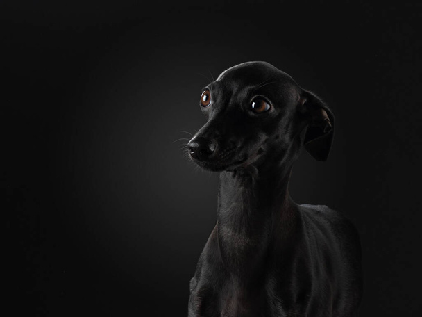 black dog on black background . Italian greyhound. Art photo of a pet in the studio - Valokuva, kuva
