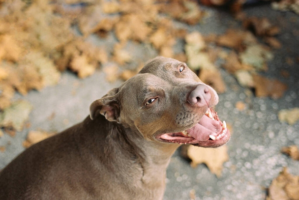 Najlepszy przyjaciel człowieka, uśmiechnięty szczęśliwy pies, American Pit Bull Terrier patrząc w aparat fotograficzny z miejsca do kopiowania, aby dodać tekst lub sformułowanie. Tło dla zwierząt domowych z czystym obszarem do dodawania słów. - Zdjęcie, obraz