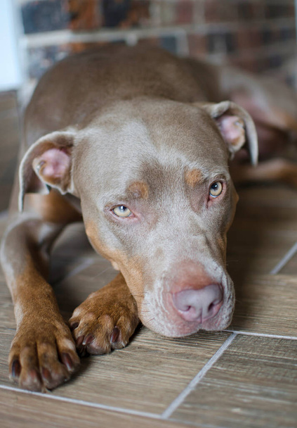 Pitt bulldoggi muotokuva makaa lattialla. Miehen parhaat ystävät näyttävät väsyneiltä, surullisilta ja yksinäisiltä talon sisällä. Staffordshire Pitbull Terrier koira
. - Valokuva, kuva