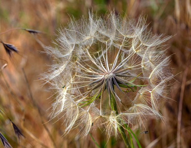 Prachtige bloemen van een paardebloem zaden vliegende laat de wind - Foto, afbeelding