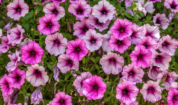 великий красивий квітковий кущ петунії крупним планом
 - Фото, зображення