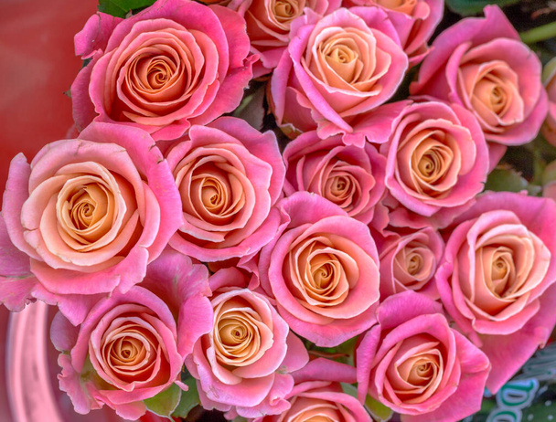 красивий романтичний фон з рожевих троянд для ніжного фонового дизайну
 - Фото, зображення