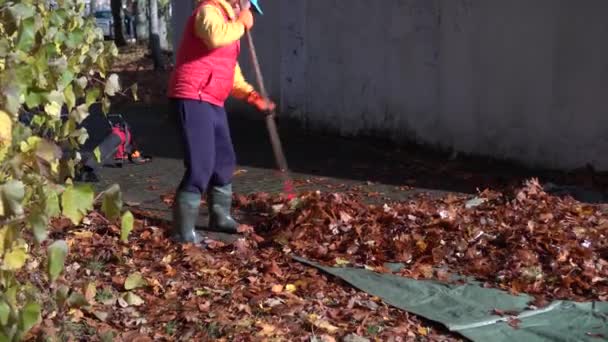 Wachmann harkt Herbstlaub auf Leinwand und zieht weg - Filmmaterial, Video