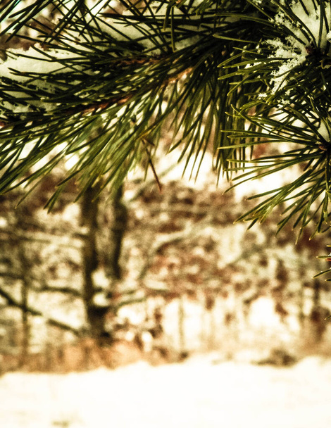 Beginning of winter - fresh snow on spruce tree branch. Copy space, nature background. - Photo, Image