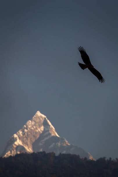 Орел пролетает над священной горой Гималаев, пиком Мачапучаре. Непал
 - Фото, изображение