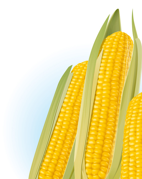 Corn illustration - Photo, Image