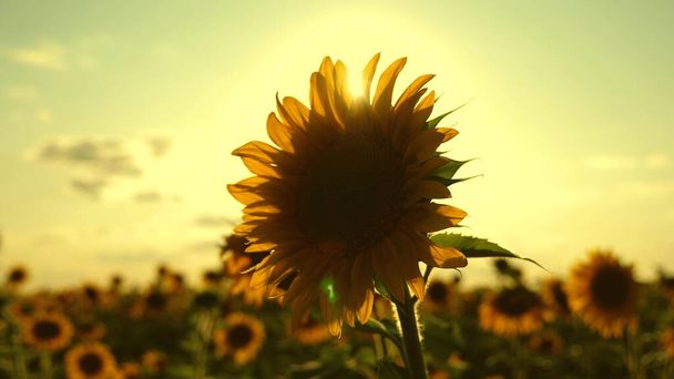 Krásné slunečnice v letním poli v paprscích jasného slunce. Sklizeň zraje na poli. pole žlutých slunečnicových květin na pozadí mraků. slunečnice se houpe ve větru. zemědělský obchod - Fotografie, Obrázek