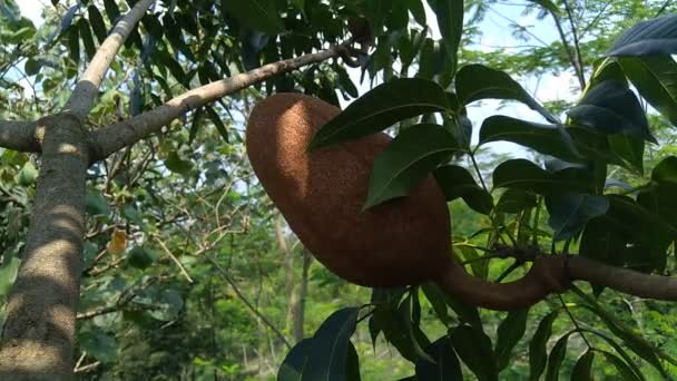 Close up swietenia mahagoni (mahoni, mauni) bloem met een natuurlijke achtergrond. Mahonie is een rechtlijnig, roodbruin hout van drie tropische hardhoutsoorten van het geslacht Swietenia.. - Video