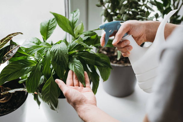 Man spraying water on a house plant with a sprayer. - 写真・画像