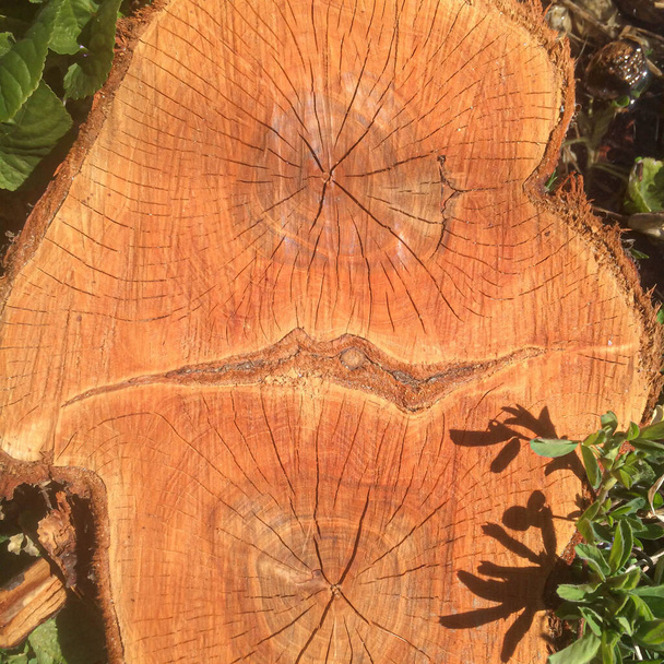 legname tagliato da poco con una speciale texture di design per il design
 - Foto, immagini