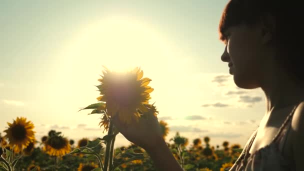 Young free woman traveler in a sunflower field in rays of sunrise or sunset is sunny. Young healthy girl examines a flowering sunflower. beautiful girl travels in countryside. add to scent of flowers - Footage, Video