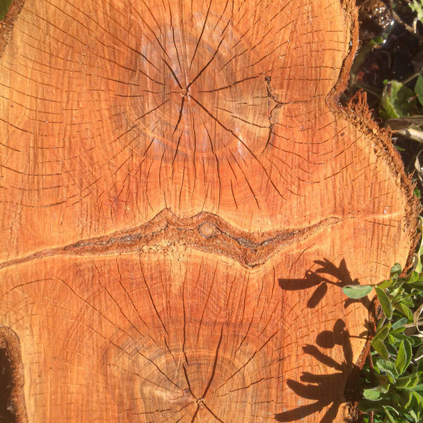 legname tagliato da poco con una speciale texture di design per il design
 - Foto, immagini