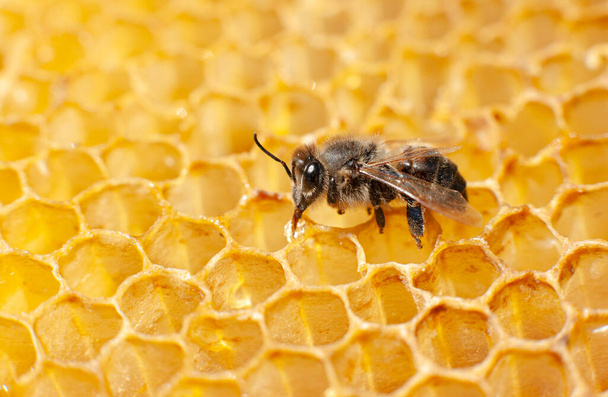 Макро пчелы с каплей меда на восковых сотах. Насекомые
 - Фото, изображение