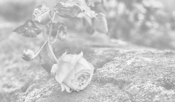 Kaunis valkoinen ruusu kirkkaalla taustalla. Ihanteellinen onnittelukortit häät, syntymäpäivä, Ystävänpäivä, Äitienpäivä, Myötätuntokortti
 - Valokuva, kuva