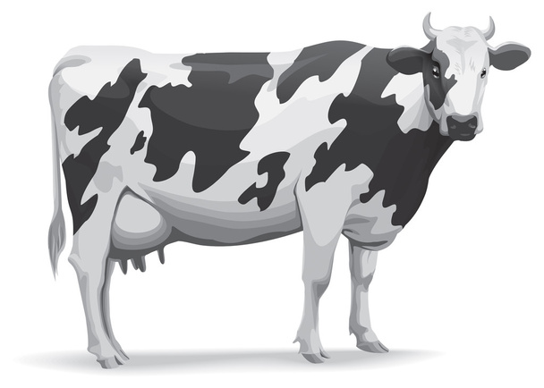 Yksittäinen lehmä
 - Valokuva, kuva