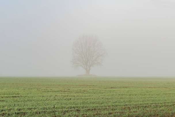 A lonely tree in a field outside the city in the morning in the fog - Fotoğraf, Görsel