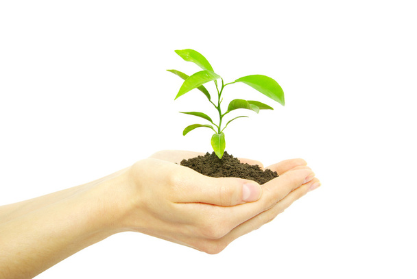 Plant in hands - Photo, image