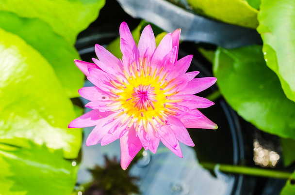 Lotus - Foto, Imagem