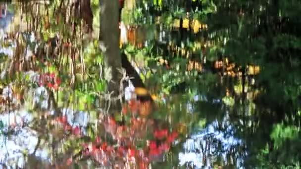 Japanese Maple over Pond in Autumn - Footage, Video