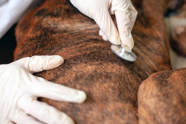 médecin vétérinaire écoute un chien malade avec un stéthoscope en gros plan. ambulance pour animaux
 - Photo, image