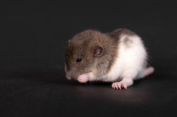 studio portrait of baby rat close up - Fotó, kép