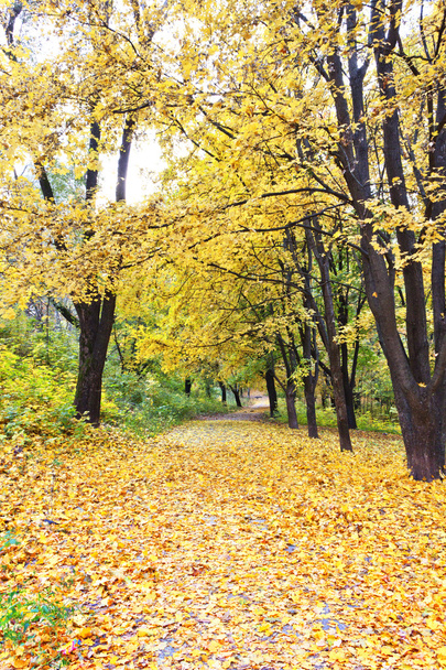 Прекрасний барвистий осінній парк
 - Фото, зображення