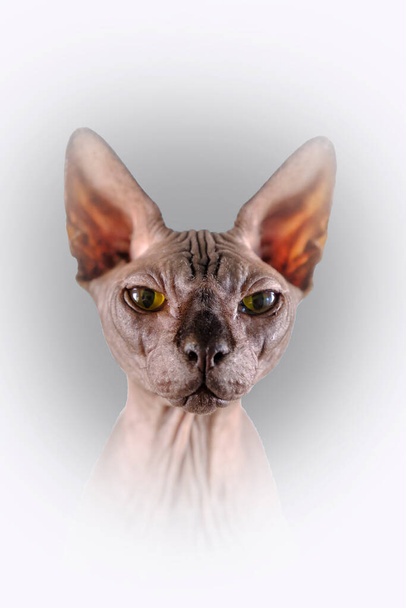 Ritratto di una bella testa di sfinge all'interno, gatto calvo, su sfondo grigio con bordo bianco, attenzione all'occhio
 - Foto, immagini