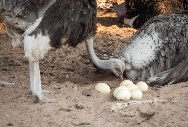 Ostrich. - Photo, Image