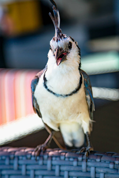 Білогордий magpie-jay Calocitta formosa - великий центральноамериканський вид джеїв. Ці галасливі, товариські птахи часто подорожують зграями.. - Фото, зображення