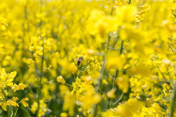 Méhecske virágport gyűjt a sárga repce mezőn. Szelektív fókusz. - Fotó, kép