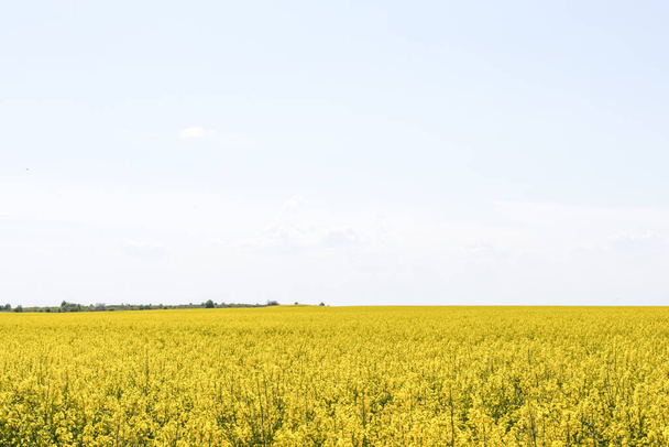 Paisagem de um campo de colza amarelo florescente abaixo de um céu azul
. - Foto, Imagem