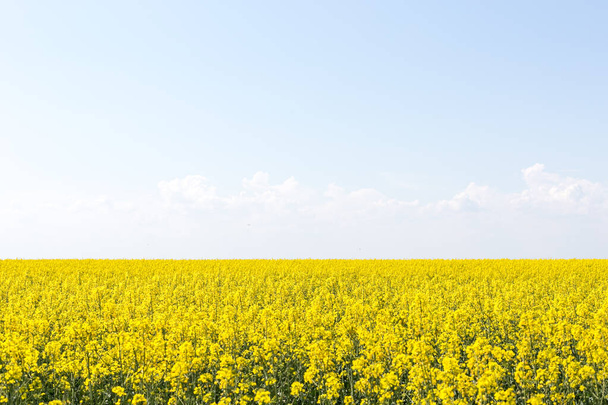 Paisagem de um campo de colza amarelo florescente abaixo de um céu azul
. - Foto, Imagem