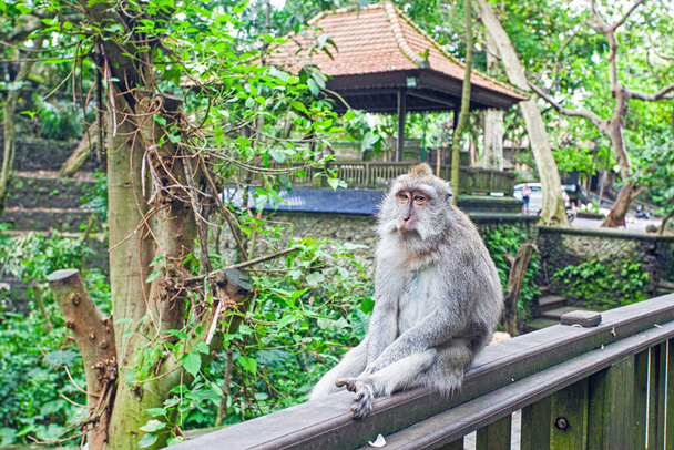 Ubud, Endonezya 'daki Maymun Ormanı Parkı' nda Maymunlar - Fotoğraf, Görsel