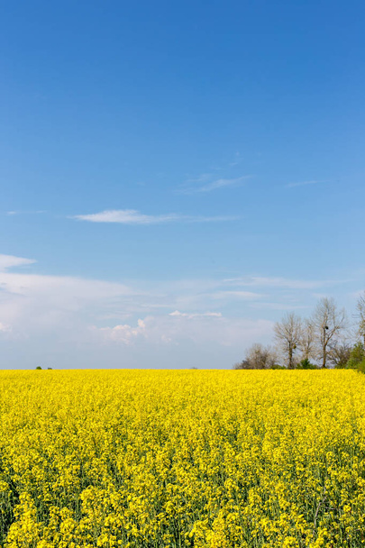 Landschaft eines blühenden gelben Rapsfeldes unter blauem Himmel. Vertikal. - Foto, Bild