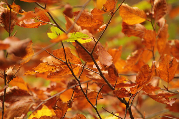 Bosque de Irati en un día de otoño
 - Foto, imagen