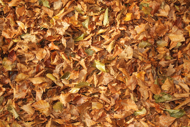 Wald von Irati an einem Herbsttag - Foto, Bild