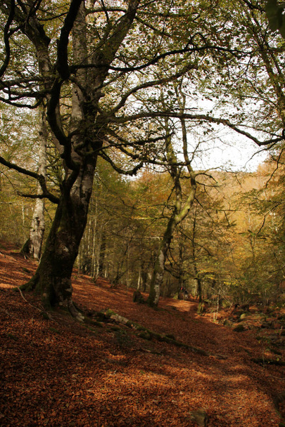 Forest of Irati in an autumn day - Zdjęcie, obraz