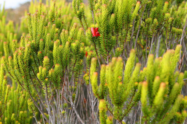 Yeşil çimlerde kırmızı çiçek - Fotoğraf, Görsel