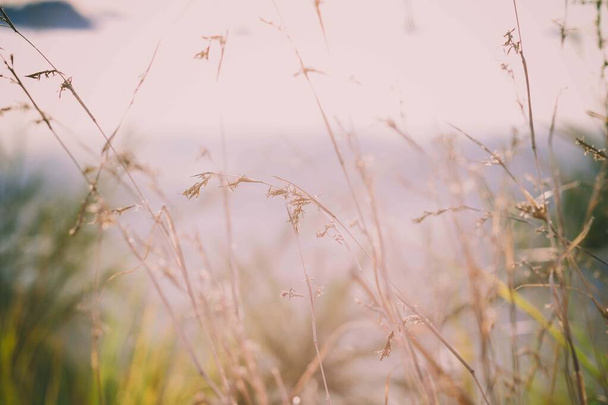 боке трави в кінтамані
 - Фото, зображення