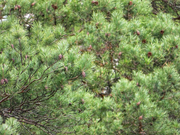 Texture with pine branches and cones.  Focus in the foreground. - Foto, imagen