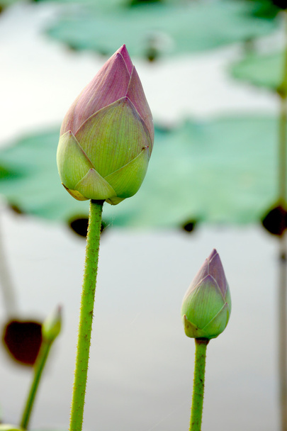 красивый цветок лотоса. - Фото, изображение