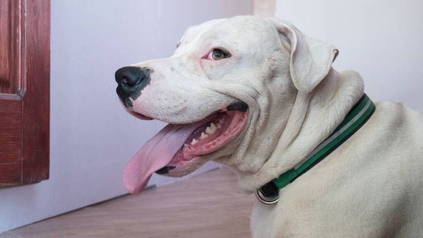 Portero de cerca de un perro blanco sonriente Dogo Argentino
. - Foto, Imagen