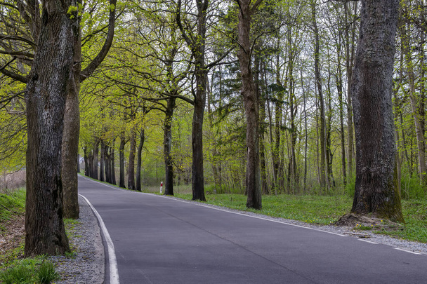 The country road at a Pomeranian Voivodeship, Poland. Tree alley near road. Spring season. - Φωτογραφία, εικόνα
