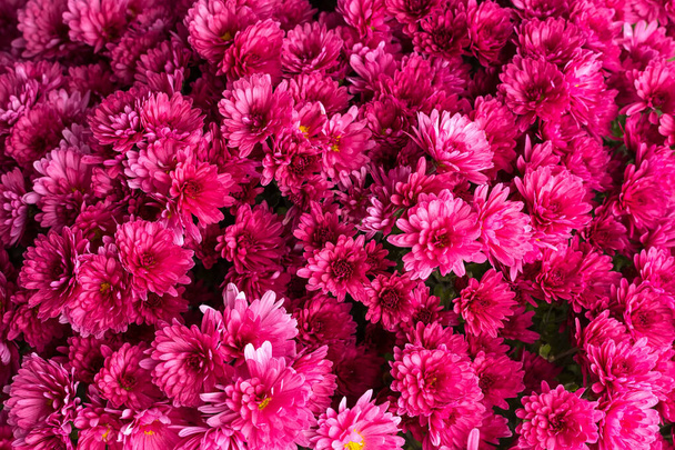 kırmızı pembe tatil çiçekleri dokusu arka plan - Fotoğraf, Görsel