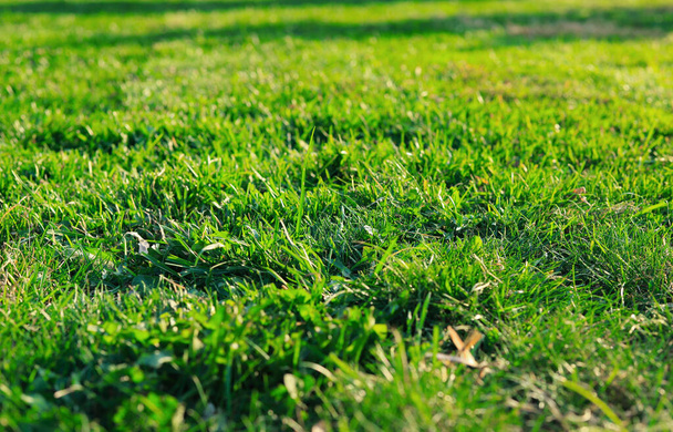 green lawn background.close to the ground - 写真・画像